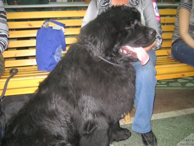 Фото: ньюфаундленд Super Premium Ellou Sabmarin (Супер Премиум Еллоу Сабмарин)