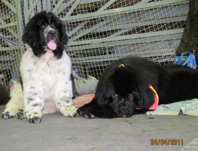 Фото: ньюфаундленд Ih Vyisochestvo Vladlena Madjiks (Их Высочество Владлена Маджикс), ньюфаундленд Super Bizon Ekaterinburg (Супер Бизон Екатеринбург)