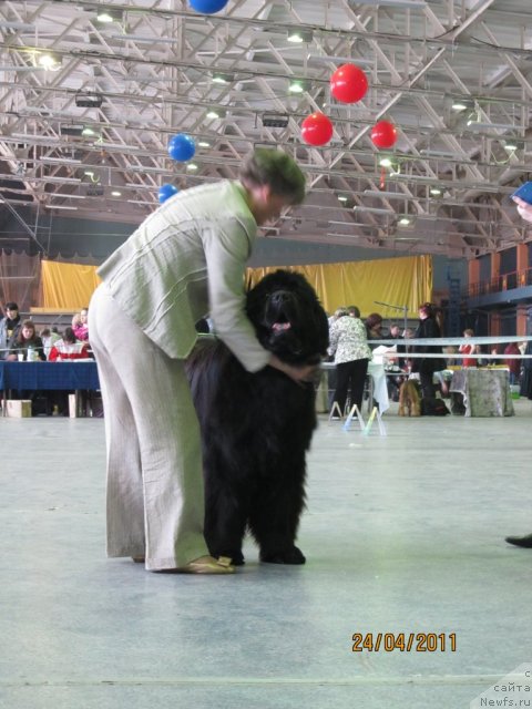 Фото: Svetlana Permyakova (Светлана Пермякова), ньюфаундленд Baloven' Sud'byi (Баловень Судьбы)