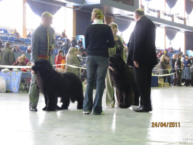 Фото: Aleksey Nistratov (Алексей Нистратов), ньюфаундленд Ih Vyisochestvo Vladlena Madjiks (Их Высочество Владлена Маджикс), Svetlana Permyakova (Светлана Пермякова), ньюфаундленд Baloven' Sud'byi (Баловень Судьбы)