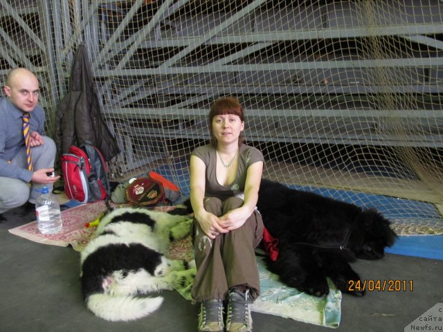 Фото: Irina Nistratova (Ирина Нистратова), Aleksey Nistratov (Алексей Нистратов), ньюфаундленд Ih Vyisochestvo Vladlena Madjiks (Их Высочество Владлена Маджикс), ньюфаундленд Super Bizon Ekaterinburg (Супер Бизон Екатеринбург)