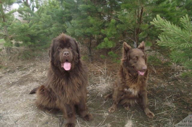 Фото: ньюфаундленд Koketka ot CHannel iz Medvej'ego YAra (Кокетка от Чаннел из Медвежьего Яра)