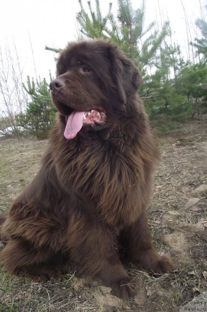 Фото: ньюфаундленд Koketka ot CHannel iz Medvej'ego YAra (Кокетка от Чаннел из Медвежьего Яра)