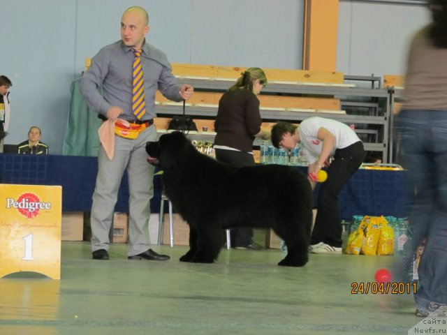 Фото: Aleksey Nistratov (Алексей Нистратов), ньюфаундленд Ih Vyisochestvo Vladlena Madjiks (Их Высочество Владлена Маджикс)