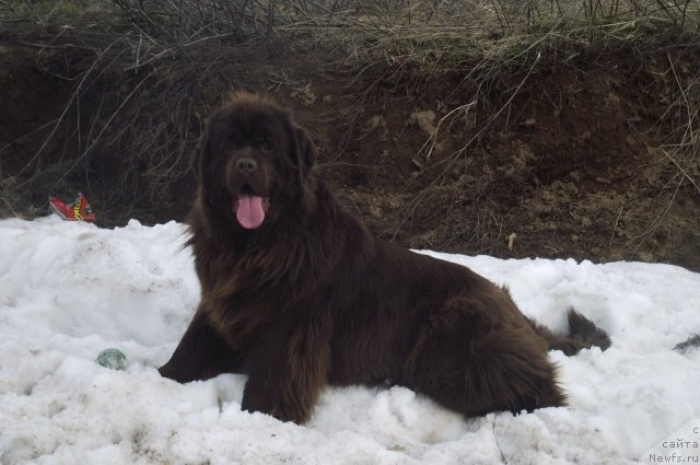Фото: ньюфаундленд Koketka ot CHannel iz Medvej'ego YAra (Кокетка от Чаннел из Медвежьего Яра)