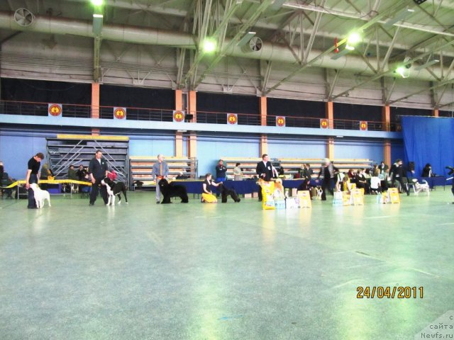 Фото: Aleksey Nistratov (Алексей Нистратов), ньюфаундленд Ih Vyisochestvo Vladlena Madjiks (Их Высочество Владлена Маджикс)