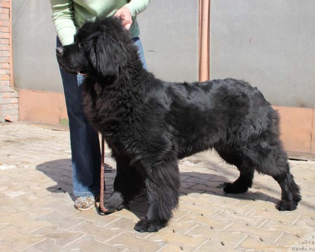 Фото: ньюфаундленд Sila s Berega Dona (Сила с Берега Дона)