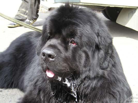 Фото: ньюфаундленд Skippers Dark Knight