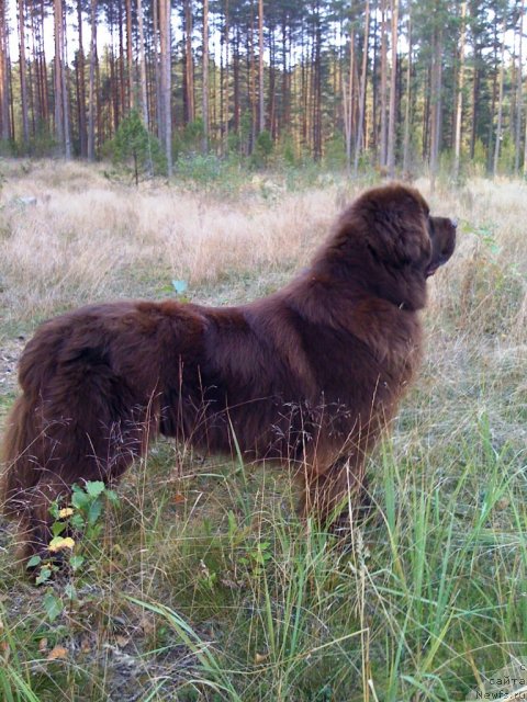 Фото: ньюфаундленд Itgay (Итгай)