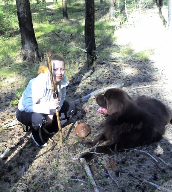 Фото: ньюфаундленд Itgay (Итгай), Sergey Timofeev (Сергей Тимофеев)
