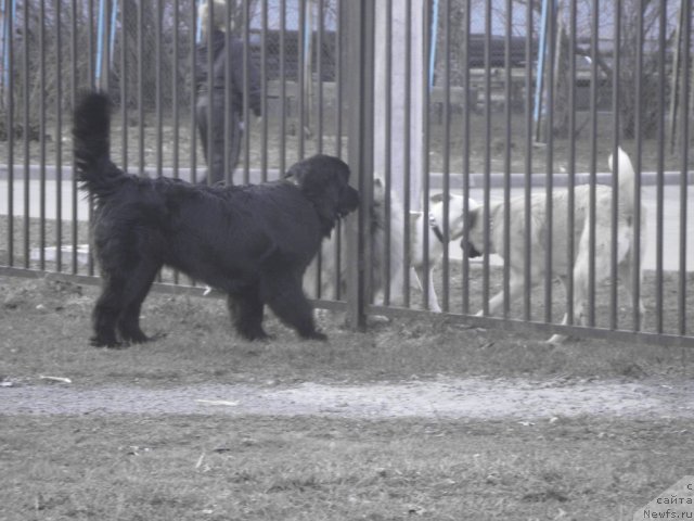 Фото: ньюфаундленд Smigar Vikki-SHer (Смигар Викки-Шер)