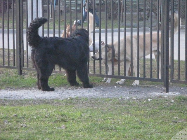 Фото: ньюфаундленд Smigar Vikki-SHer (Смигар Викки-Шер)