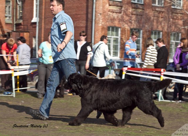 Фото: ньюфаундленд Bolshaya Medveditsa iz Tihogo Omuta (Большая Медведица из Тихого Омута)