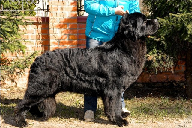 Фото: ньюфаундленд Sent Djons Tryufel' (Сент Джонс Трюфель)