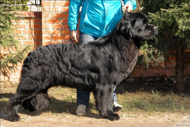 Фото: ньюфаундленд Sent Djons Tryufel' (Сент Джонс Трюфель)