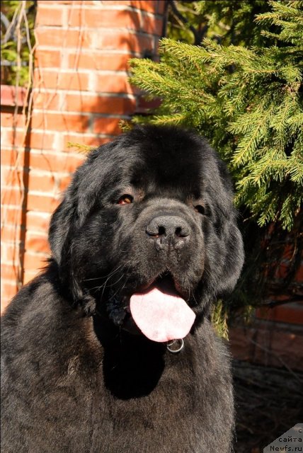 Фото: ньюфаундленд Sent Djons Tryufel' (Сент Джонс Трюфель)