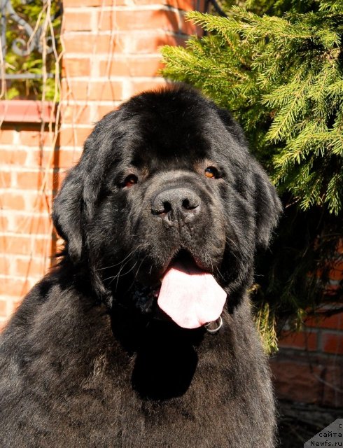 Фото: ньюфаундленд Sent Djons Tryufel' (Сент Джонс Трюфель)