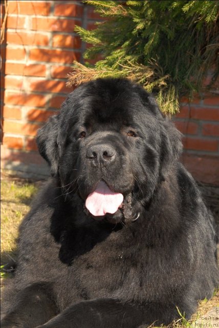 Фото: ньюфаундленд Sent Djons Tryufel' (Сент Джонс Трюфель)