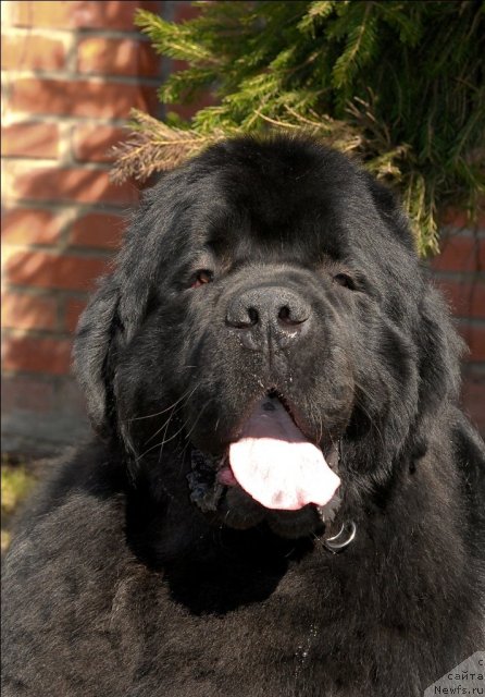 Фото: ньюфаундленд Sent Djons Tryufel' (Сент Джонс Трюфель)