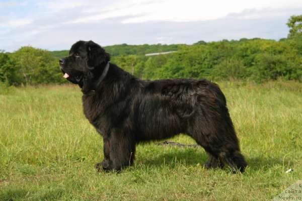 Фото: ньюфаундленд Nju Speis' Light House (Нью Спейс Лайт Хаус)