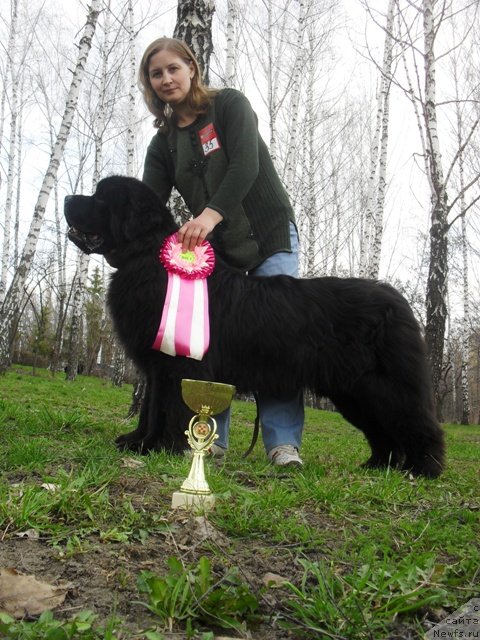 Фото: ньюфаундленд Sent Djons Ubertino (Сент Джонс Убертино)