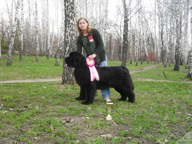 Фото: ньюфаундленд Sent Djons Ubertino (Сент Джонс Убертино)