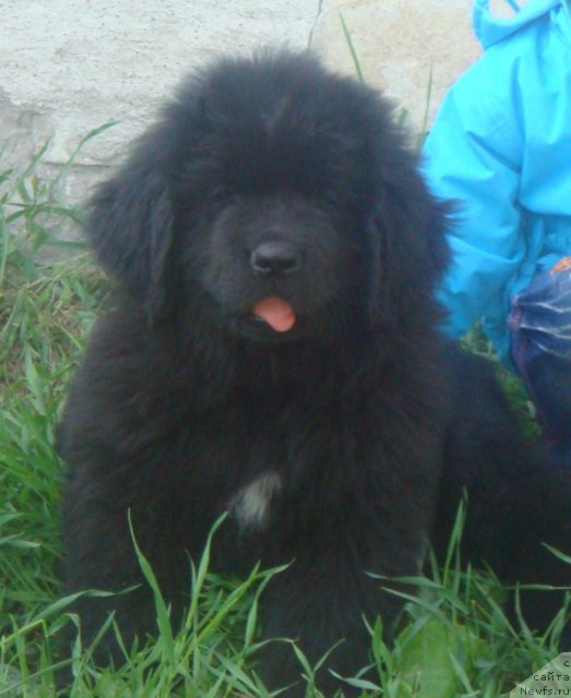 Фото: ньюфаундленд Novyiy Russkiy N'yuf Nikonor (Новый Русский Ньюф Никонор)