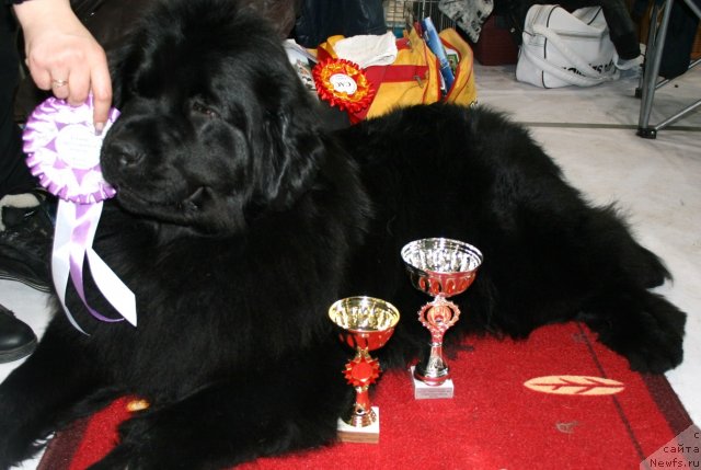 Фото: ньюфаундленд Fiamettahauz Monaco Princess (Фиаметтахауз Монако Принцесс)