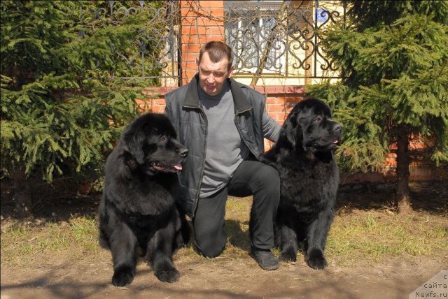 Фото: ньюфаундленд Sent Djons Kalipso (Сент Джонс Калипсо), ньюфаундленд Sent Djons Tryufel' (Сент Джонс Трюфель)