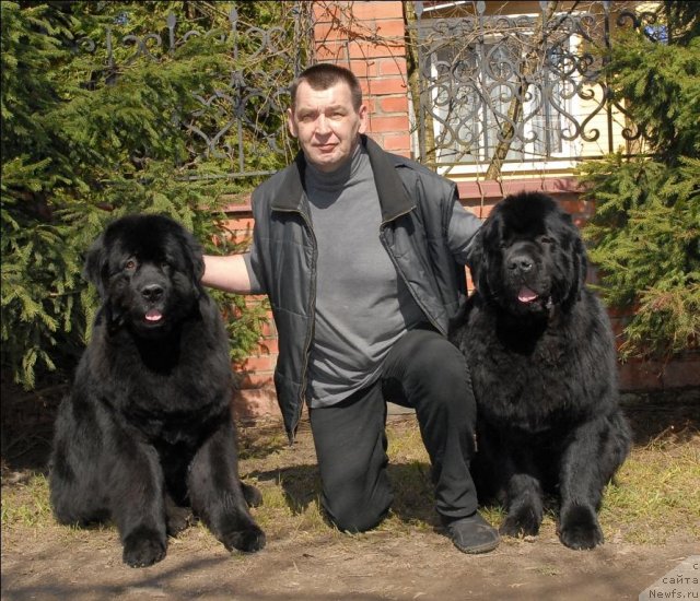 Фото: ньюфаундленд Sent Djons Kalipso (Сент Джонс Калипсо), ньюфаундленд Sent Djons Tryufel' (Сент Джонс Трюфель)