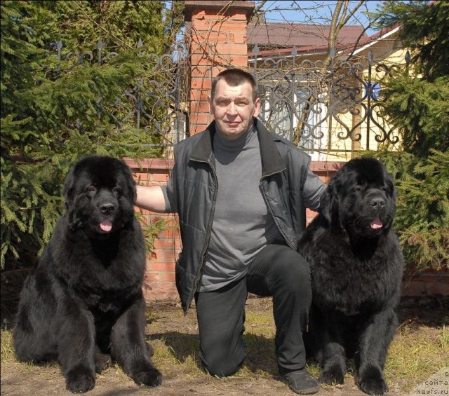 Фото: ньюфаундленд Sent Djons Kalipso (Сент Джонс Калипсо), ньюфаундленд Sent Djons Tryufel' (Сент Джонс Трюфель)