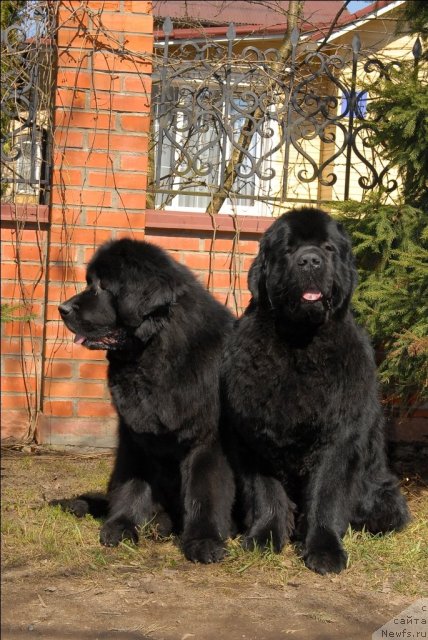 Фото: ньюфаундленд Sent Djons Kalipso (Сент Джонс Калипсо), ньюфаундленд Sent Djons Tryufel' (Сент Джонс Трюфель)