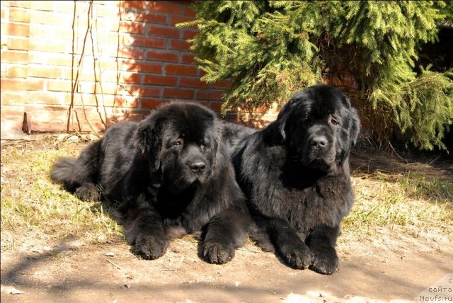 Фото: ньюфаундленд Sent Djons Kalipso (Сент Джонс Калипсо), ньюфаундленд Sent Djons Tryufel' (Сент Джонс Трюфель)