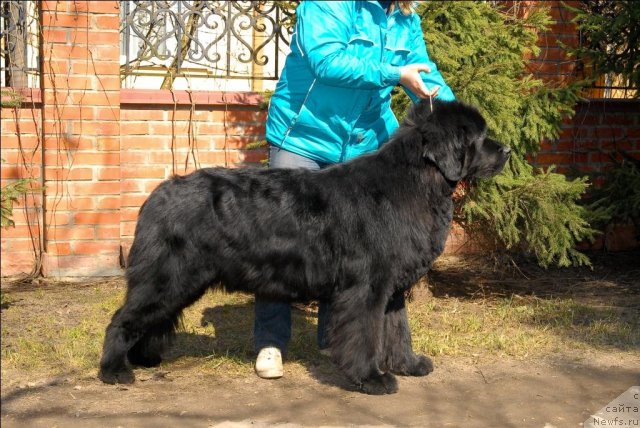 Фото: ньюфаундленд Sent Djons Kalipso (Сент Джонс Калипсо)