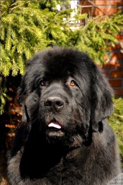 Фото: ньюфаундленд Sent Djons Kalipso (Сент Джонс Калипсо)