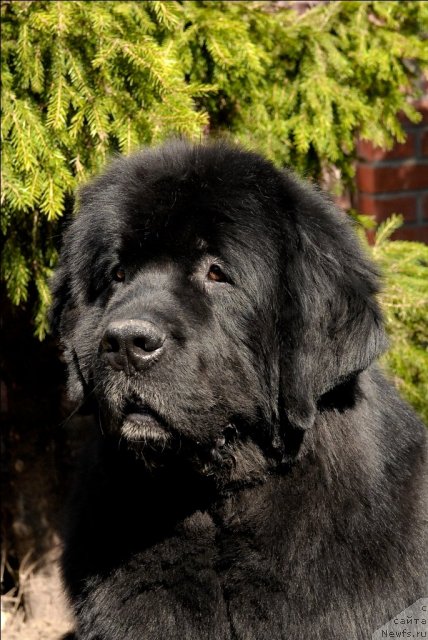 Фото: ньюфаундленд Sent Djons Kalipso (Сент Джонс Калипсо)