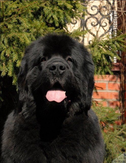 Фото: ньюфаундленд Sent Djons Kalipso (Сент Джонс Калипсо)