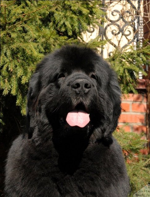 Фото: ньюфаундленд Sent Djons Kalipso (Сент Джонс Калипсо)