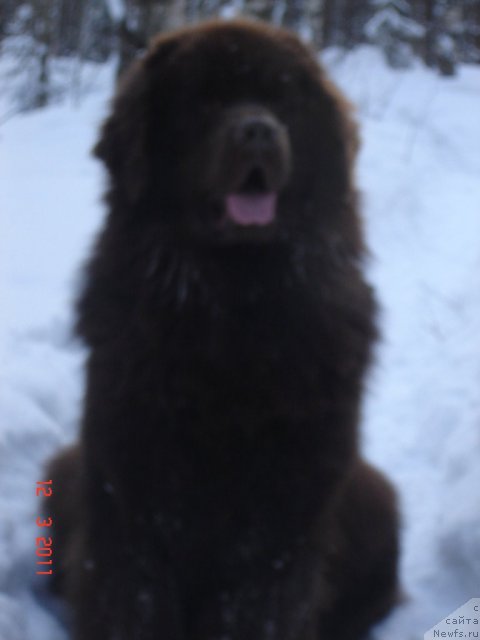 Фото: ньюфаундленд Pravitel' Taygi (Правитель Тайги)