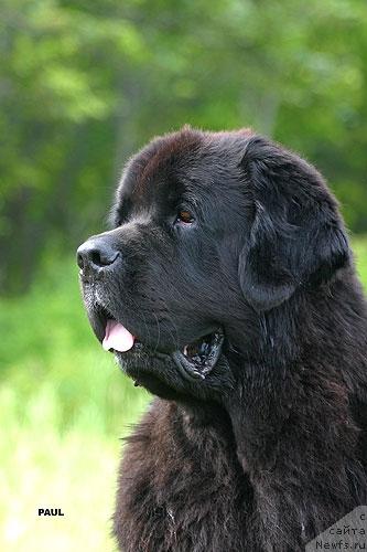 Фото: ньюфаундленд Nju Speis' Light House (Нью Спейс Лайт Хаус)