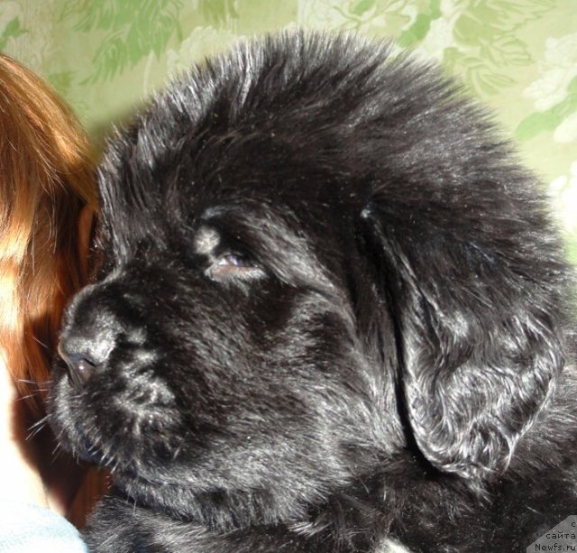 Фото: Кобель сиреневая лента от Тары и Брендона