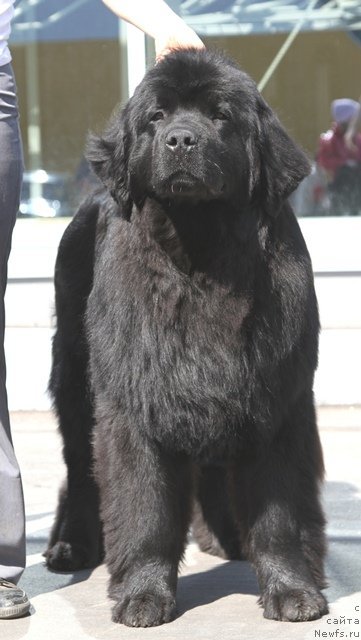 Фото: ньюфаундленд Starbimovlav De Ja Vyu (Старбимовлав Де Жа Вю)