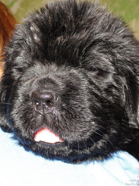 Фото: Сука розовая лента от Тары и Брендона