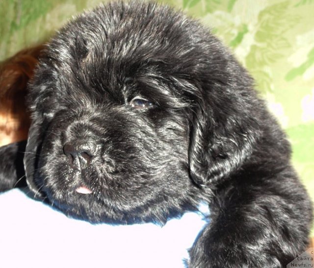 Фото: Сука розовая лента от Тары и Брендона