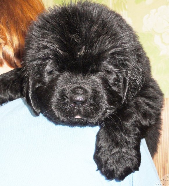 Фото: Сука розовая лента от Тары и Брендона