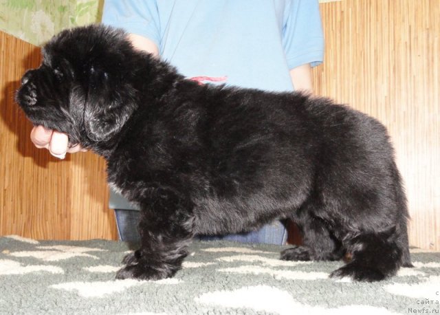 Фото: Сука розовая лента от Тары и Брендона