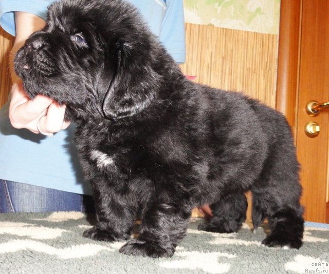 Фото: Сука розовая лента от Тары и Брендона