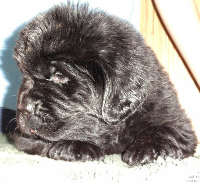 Фото: Сука розовая лента от Тары и Брендона