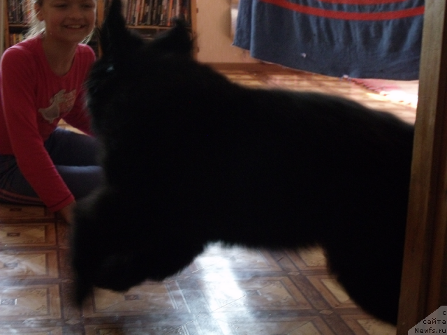 Фото: ньюфаундленд Jelannaya Moya (Желанная Моя)