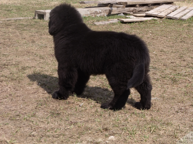 Фото: ньюфаундленд Jelannaya Moya (Желанная Моя)